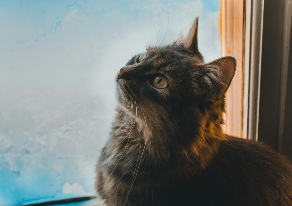 Adorable fluffy cat looking up by the window, capturing its curiosity and charm.
