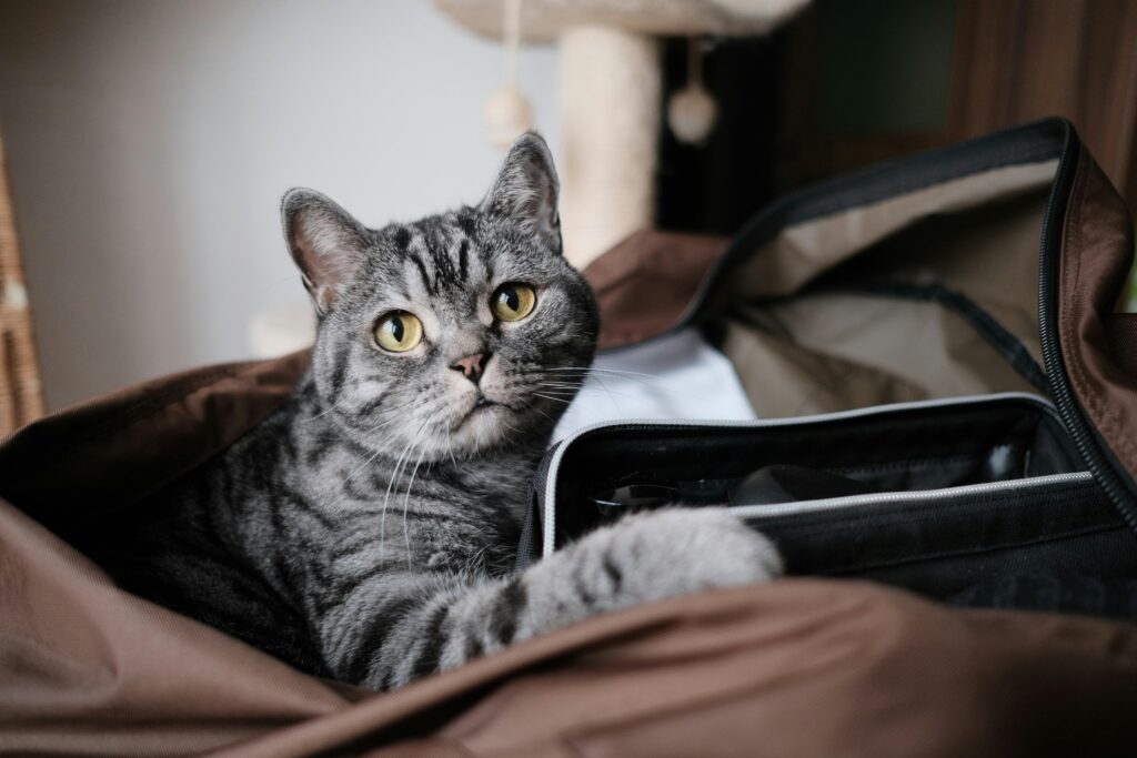 A cute tabby cat comfortably sits in a bag, indoors. Ideal for pet lovers searching for feline imagery.