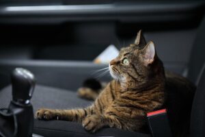How to plan pet travel by car