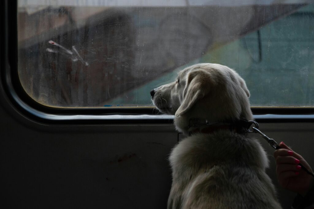 A pet dog looking out a train window