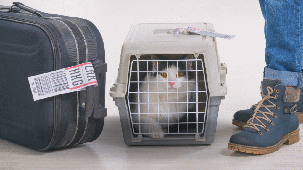 A cat inside an airline-approved pet carrier at the airport