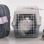 A cat inside an airline-approved pet carrier at the airport