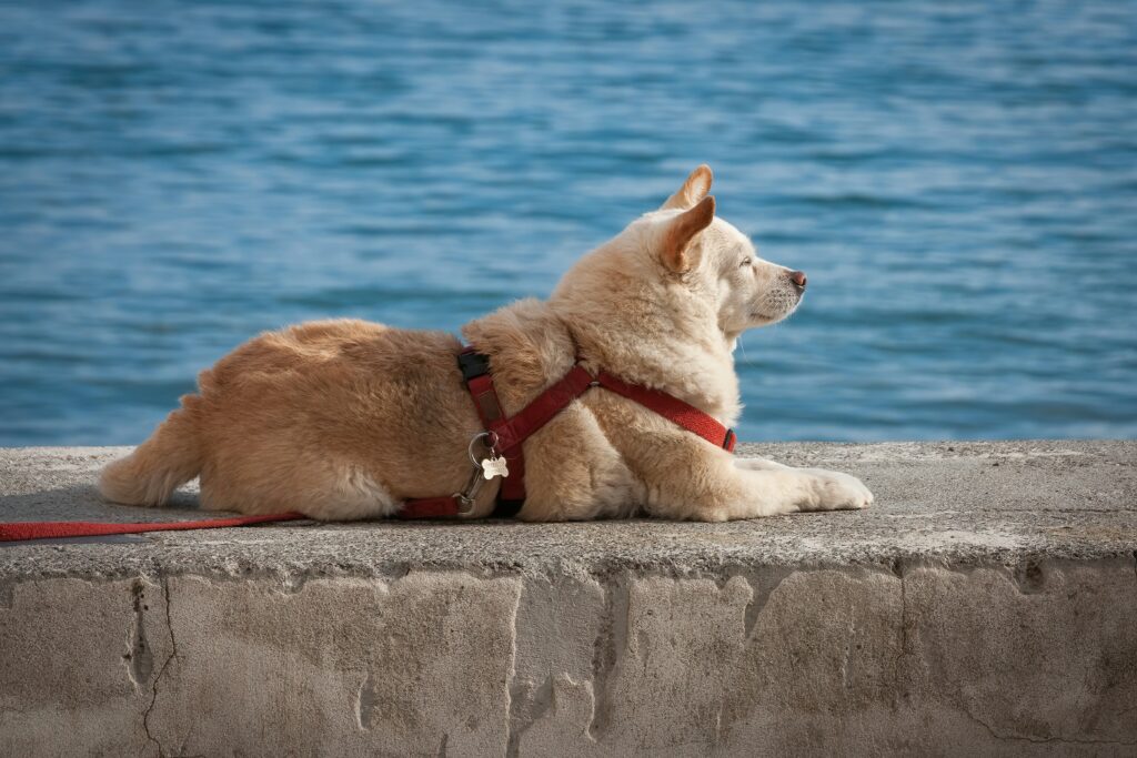 10-must-have-pet-travel- accessories-for-dogs