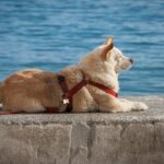 10-must-have-pet-travel- accessories-for-dogs