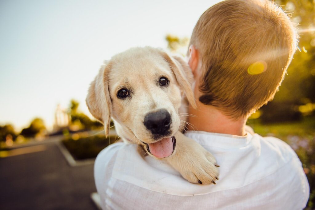 A golden retriever enjoying the outdoors at a pet-friendly weekend getaway near Delhi