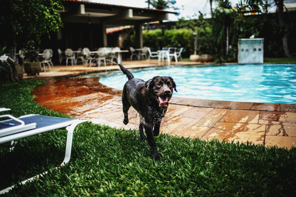 A lively Labrador Retriever playing by a swimming pool at a pet-friendly weekend getaway near Delhi.
