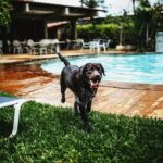 A lively Labrador Retriever playing by a swimming pool at a pet-friendly weekend getaway near Delhi.