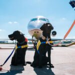 Two black Labrador Retrievers wearing service vests at an airport in front of an airplane.