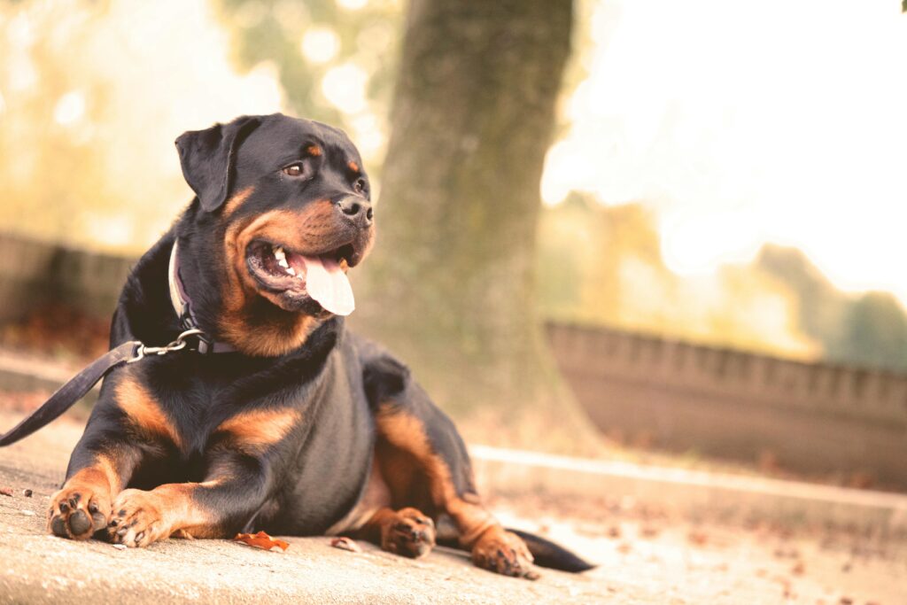 A pet dog enjoying a sunny day in a pet-friendly park in Delhi-NCR