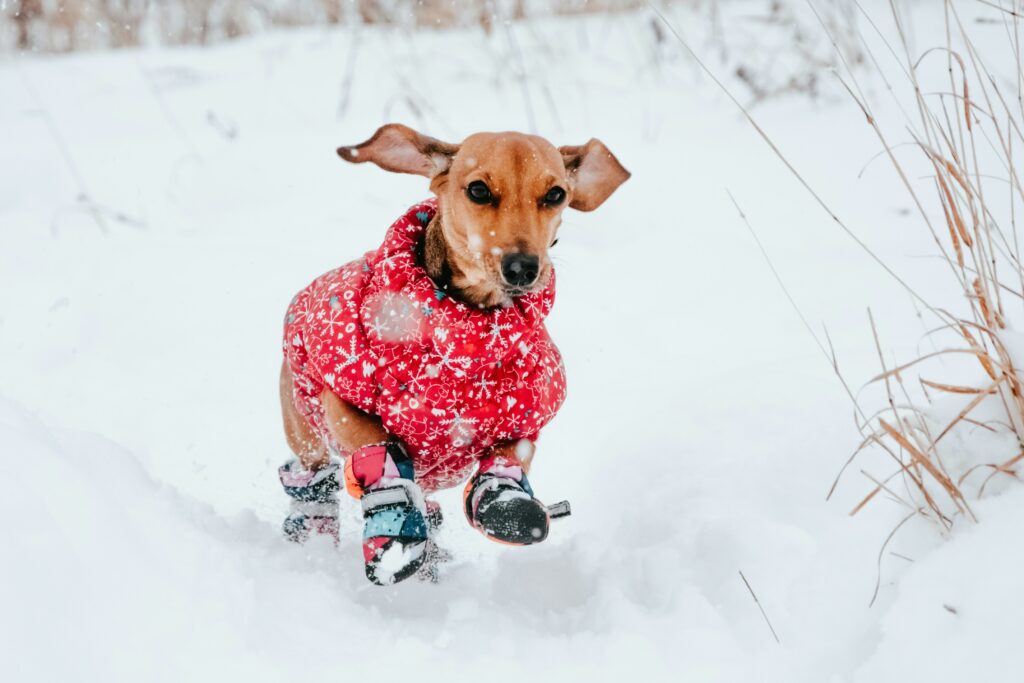 Winter-pet-travel-dog-essentials