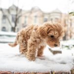 Winter Pet Travel Dog Accessories