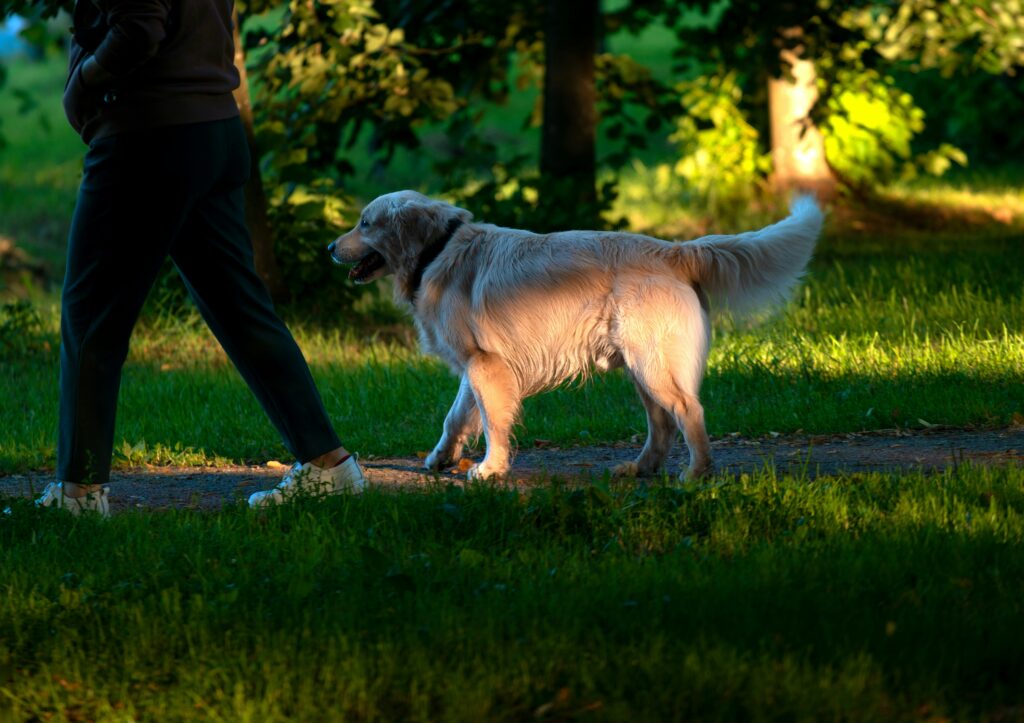 Morning walk in Pet Friendly Parks in Delhi With a Dog