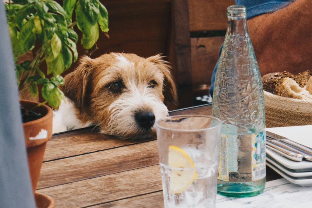 Dog Cafe in Delhi