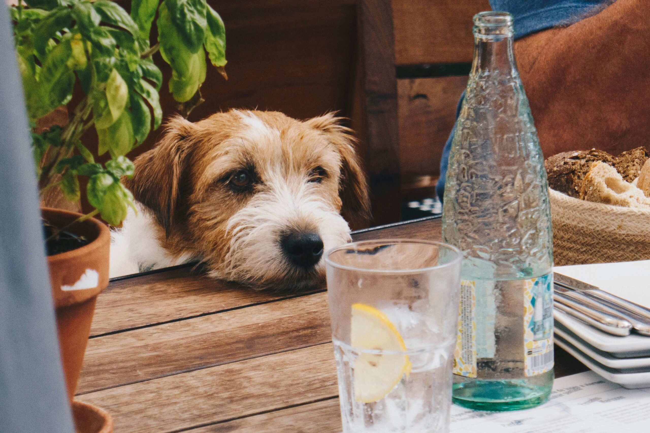 Dog Cafe in Delhi