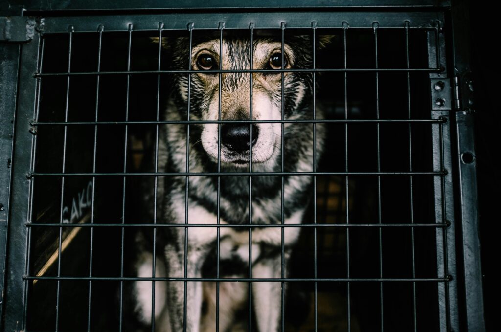 Vande Bharat Sleeper train now offers pet box facility for cats and dogs