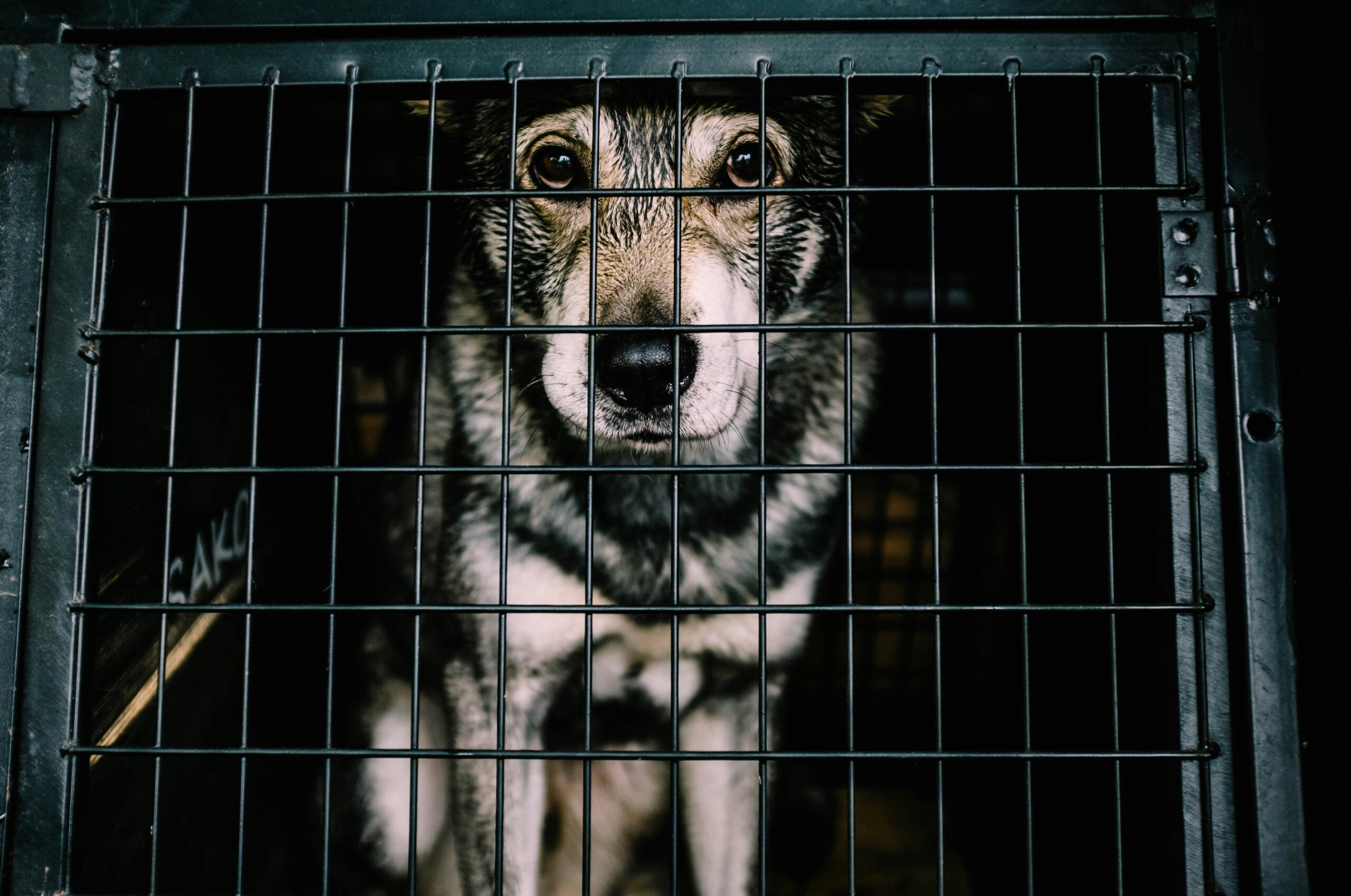 Vande Bharat Sleeper train now offers pet box facility for cats and dogs