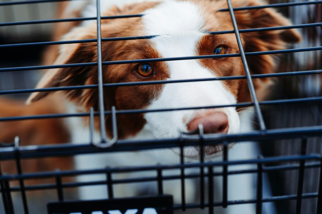 Pet carrier representing the Vande Bharat Sleeper pet box facility for cats and dogs