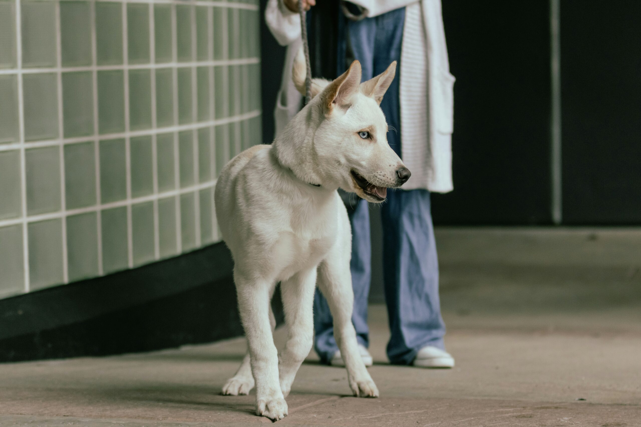 A dog at a vet clinic