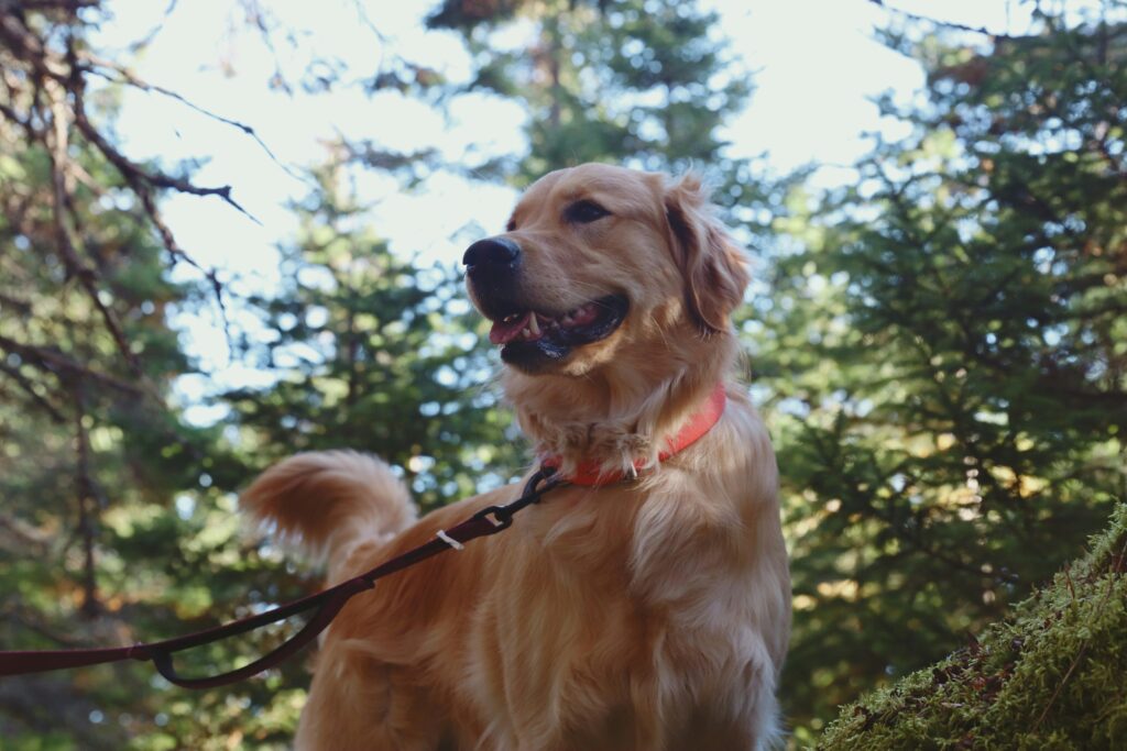 A Golden Retriever dog going for a leashed walk in the woods