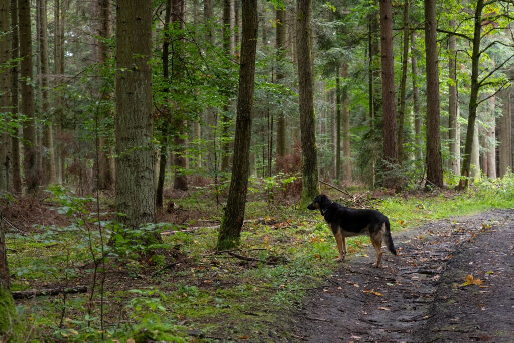 Dog enjoying outside a forest area