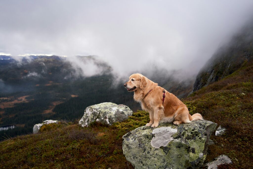 A Golden Retriever dog sitting on a rock enjoying mountain view