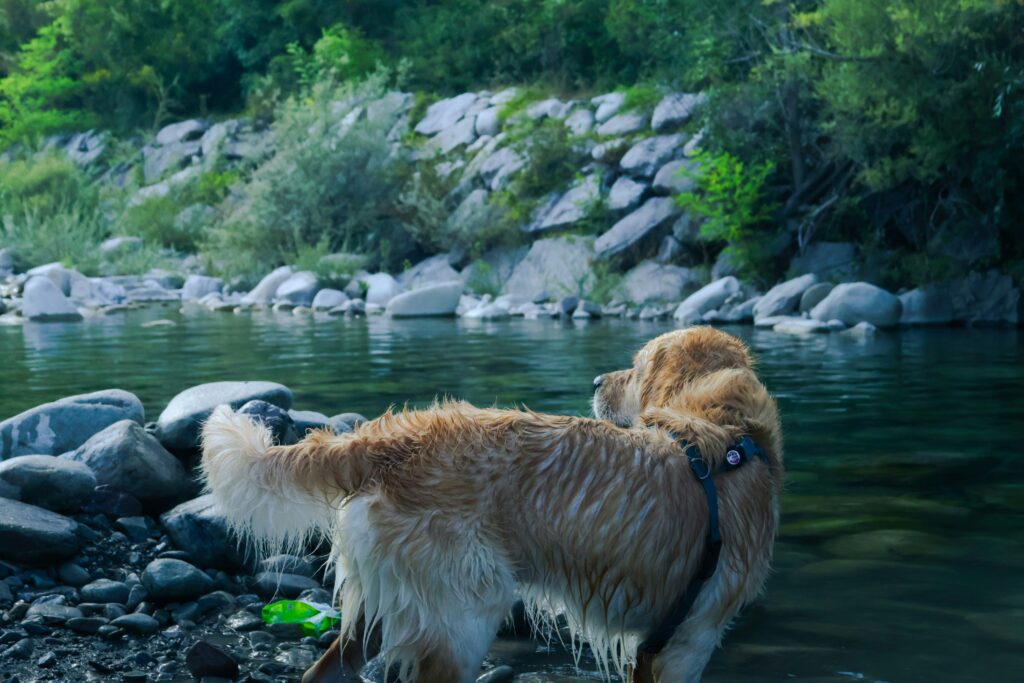 A Golden Retriever dog enjoying on the river bank