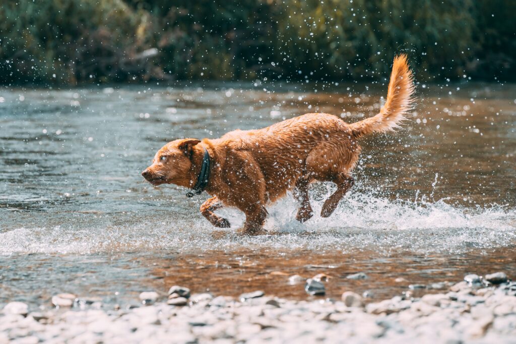 Brown Labrador Dog Enjoying Rain during Monsoon
