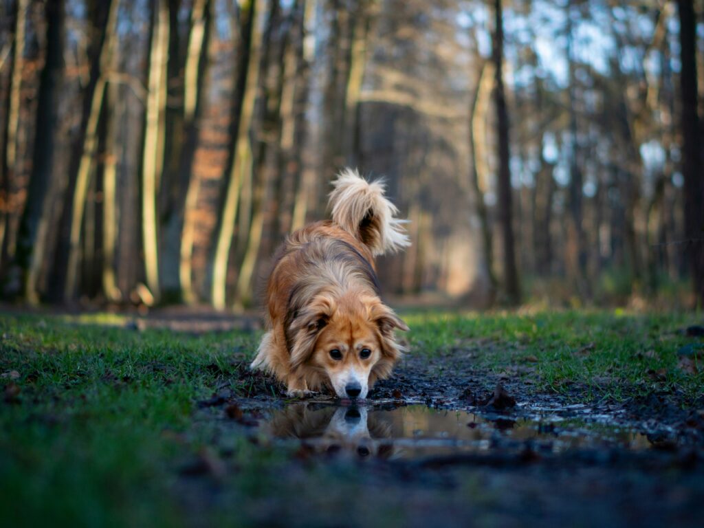 Pet Drinking From Puddles or Stagnant Water is a Major Health risk During Monsoon Travel With Pets.