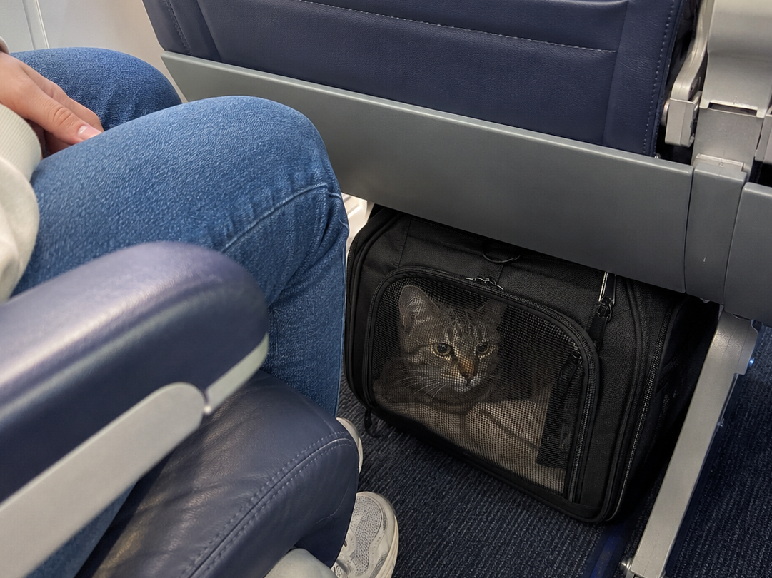 A cat stowed under the seat during flight.